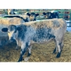 Image 2 : Crooked Creek Ranch - 15 Second Calvers (Pen 532B)