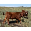 Image 13 : Jones Hereford Ranch - 690# October Delivery Steer Calves - 82 Head (Balzac, AB)