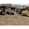 Image 2 : SVM Farms - 590# May Delivery Steers - 87 Head (Vauxhall, AB)