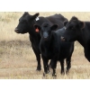 Image 11 : L & J Ranch - 640# Oct/Nov Steer Calves - 54 Head (Harptree, SK)