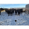 Image 4 : Bauer Ranching - 890# February Weaned Steers - 235 Head (Hilda, AB)