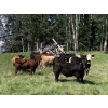 Image 2 : Lone Star Cattle Co. - 1030# Sept/Oct Delivery Grass Steers - 360 Head (Buck Lake, AB)