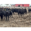 Image 3 : Lazy B Farm & Ranch - 740# March Delivery Steers - 62 Head (Linden, AB)