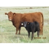 Image 5 : Andrew Ranching - 520# Steer Calves - 90 Head (Rolling Hills, AB)