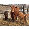 Image 2 : Verdant Valley Farming - 2 Red 3rd Calf Pairs 