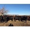 Image 7 : Poplarview Stock Farm - 1050# November Delivery Grass Steers - 116 Head (Pipestone, MB)
