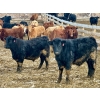 Image 12 : Stahlville Colony - 960# January Delivery Steers - 188 Head (Rockyford, AB)