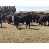 Image 8 : VR Livestock - 700# May Delivery Steers - 79 Head (Tessier, SK)