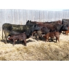 Image 11 : Leib Farm & Ranch Ltd. - 30 Black Angus/Black Angus X Pairs (Southey, SK)