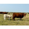 Image 20 : Kokay Farms Ltd. - 685# November Delivery Steer Calves - 120 Head (Rosemary, AB)