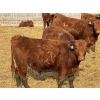 Image 10 : 9X Enterprises - 740# April Delivery Steers - 65 Head (Millicent, AB)