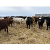 Image 9 : Vee Tee Feeders - 930# May Delivery Steers - 260 Head (Lloydminster, SK)