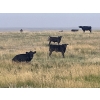 Image 6 : Ed Curry Ranching Ltd. - 570# November Delivery Steer Calves - 180 Head (Big Stone, AB)