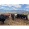 Image 9 : Westwold View Farms - 885# September Delivery Spayed Heifers - 70 Head (Westwold, BC)