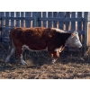 Image 4 : Kelndorfer Farms - 34 2nd & 3rd Calf Red/RBF/RWF Bred Cows (Killam, AB)