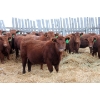 Image 3 : RA3 Farms - 19 Red/Red X February/March Calving Bred Heifers (Carmangay, AB)