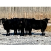 East Hilltop Holdings - 770# January Weaned Heifers - 80 Head (Carstairs, AB)