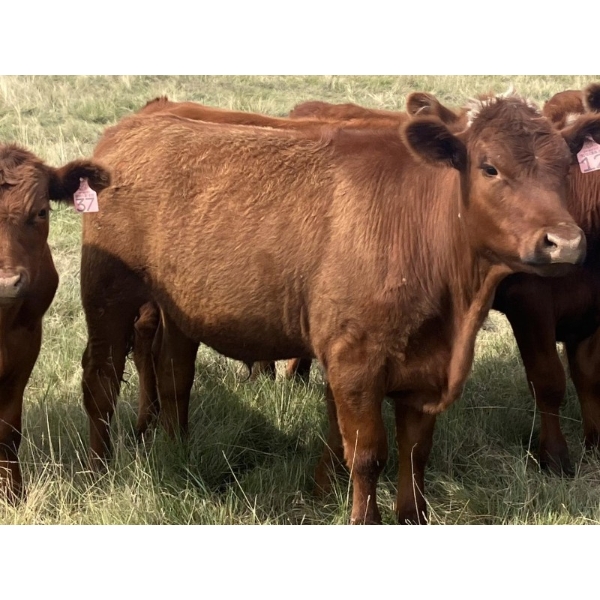 Eric Tarrant - 930# Aug/Sept Delivery Grass Steers - 29 Head (High River, AB)