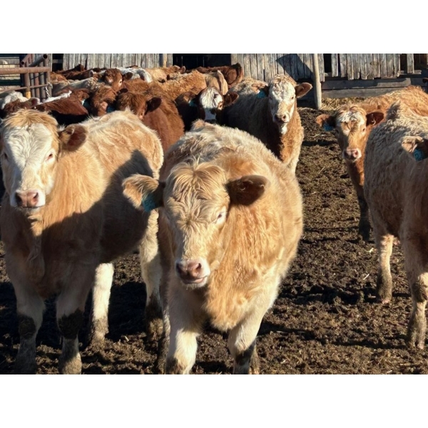 Bill Orlick - 800# February Delivery Heifers - 54 Head (Calmar, AB)