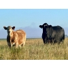 Image 10 : Darcy, Colton & Blake Reinhardt - 700# October Delivery Steer Calves - 88 Head (Nightingale, AB)