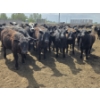 Image 9 : Cattlewood Farms Ltd. - 740# June Delivery Heifers - 145 Head (Fincastle, AB)