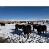 Image 7 : Antelope Butte Ranch - 842# March Delivery Steers - 70 Head (Lundbreck, AB) VBP+
