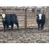 Image 10 : Pat Lawrence Contracting Ltd. - 870# January Delivery Weaned Steers - 65 Head (Keremeos, BC)
