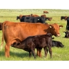 Image 10 : Richard Beekman - 575# November Delivery Steer Calves - 30 Head (Strathmore, AB)