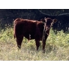 Image 7 : Lindy Greig - 510# October Steer Calves - 45 Head (Nanton, AB)