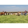 Image 15 : Hiebert Farms - 595# October Delivery Heifer Calves - 110 Head (Gem, AB)