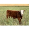 Image 8 : Jones Hereford Ranch - 540# October Delivery Heifer Calves - 30 Head (Balzac, AB)