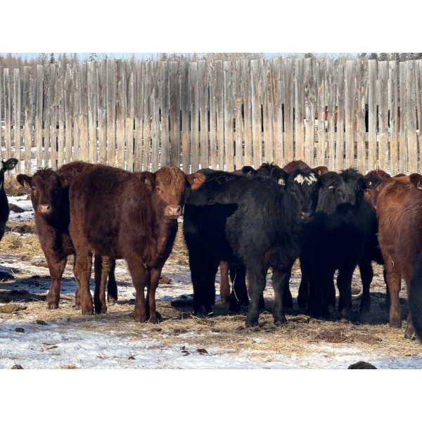 Dwayne Nicolay - 620# February Delivery Heifers - 60 Head (Rocky Mountain House, AB)