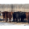 Image 1 : Dwayne Nicolay - 620# February Delivery Heifers - 60 Head (Rocky Mountain House, AB)