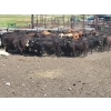 Image 2 : McDougald Ranch Ltd. - 820# September Grass Heifers - 75 Head (Maple Creek, SK)