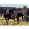 Image 3 : R & W Cattle Co. Ltd. - 550# November Delivery Steer Calves - 110 Head (Carolside, AB)