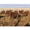 Image 6 : X Bar X Cattle Co. Ltd. - 948# April Delivery Steers - 65 Head (Lomond, AB)