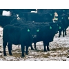 Image 13 : MG Cattle Co. Ltd. - 43 Oct/Nov Delivery Black/BBF Simm X Angus 2nd Calvers (Sangudo, AB)