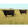 Image 6 : 20/20 Ranching Ltd. - 900# September Delivery Grass Heifers - 210 Head (Midale, SK)