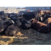 Image 4 : Darren MacMillan - 670# March Delivery Steers - 150 Head (Marquette, MB)