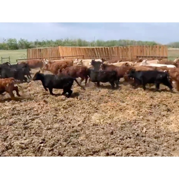 Robert & Sheila Buchwitz - 690# June Delivery Heifers - 57 Head (Endiang, AB)