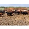 Image 1 : Robert & Sheila Buchwitz - 690# June Delivery Heifers - 57 Head (Endiang, AB)