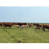 Image 5 : Franklin Cattle Co. - 650# November Delivery Steer Calves - 275 Head (Marwayne, AB)