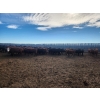 Image 4 : Block's Ranching Ltd. - 800# November Grass Heifers - 77 Head (Abbey, SK)