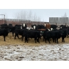 Image 5 : The Y Cattle Co. Ltd. - 650# March Delivery Heifers - 61 Head (Crossfield, AB)