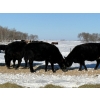 Image 14 : Gerald Retzlaff - 25 Black Angus/Black Angus X Bred Heifers (Fairlight, SK)
