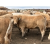 Image 7 : Douglass Agro - 940# June Delivery Heifers - 170 Head (Gem, AB)