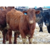 Image 16 : Justin & Kryston Tateson - 900# March Delivery Weaned Steers - 200 Head (Scandia, AB)