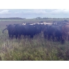 Image 12 : Wade Fewings - 870# September Delivery Grass Heifers - 68 Head (Pierson, MB) VBP+