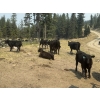 Image 2 : Willow Ranch/Keith & Shelley Ogilvie - 635# October Delivery Steer Calves - 90 Head (Kamloops, BC)