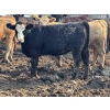 Image 3 : Birch Island Land & Cattle - 1075# July Delivery Heifers - 57 Head (Rhein, SK)